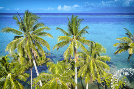 Palmiers à Teavaro - Moorea