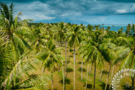 Cocoteraie de Atimaono - Mataiea - Papara - TAHITI