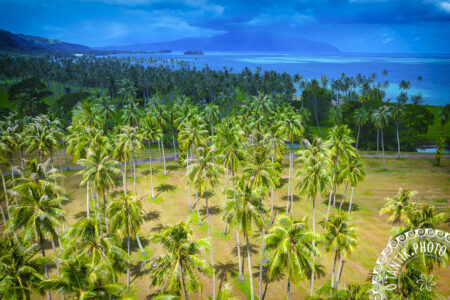 Cocoteraie de Atimaono - Mataiea - Papara - TAHITI