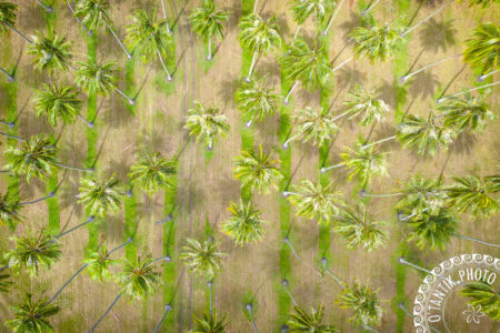 Cocoteraie de Atimaono - Mataiea - Papara - TAHITI