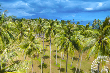 Cocoteraie de Atimaono - Mataiea - Papara - TAHITI
