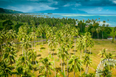 Cocoteraie de Atimaono - Mataiea - Papara - TAHITI