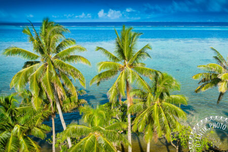 Palmiers à Teavaro - Moorea