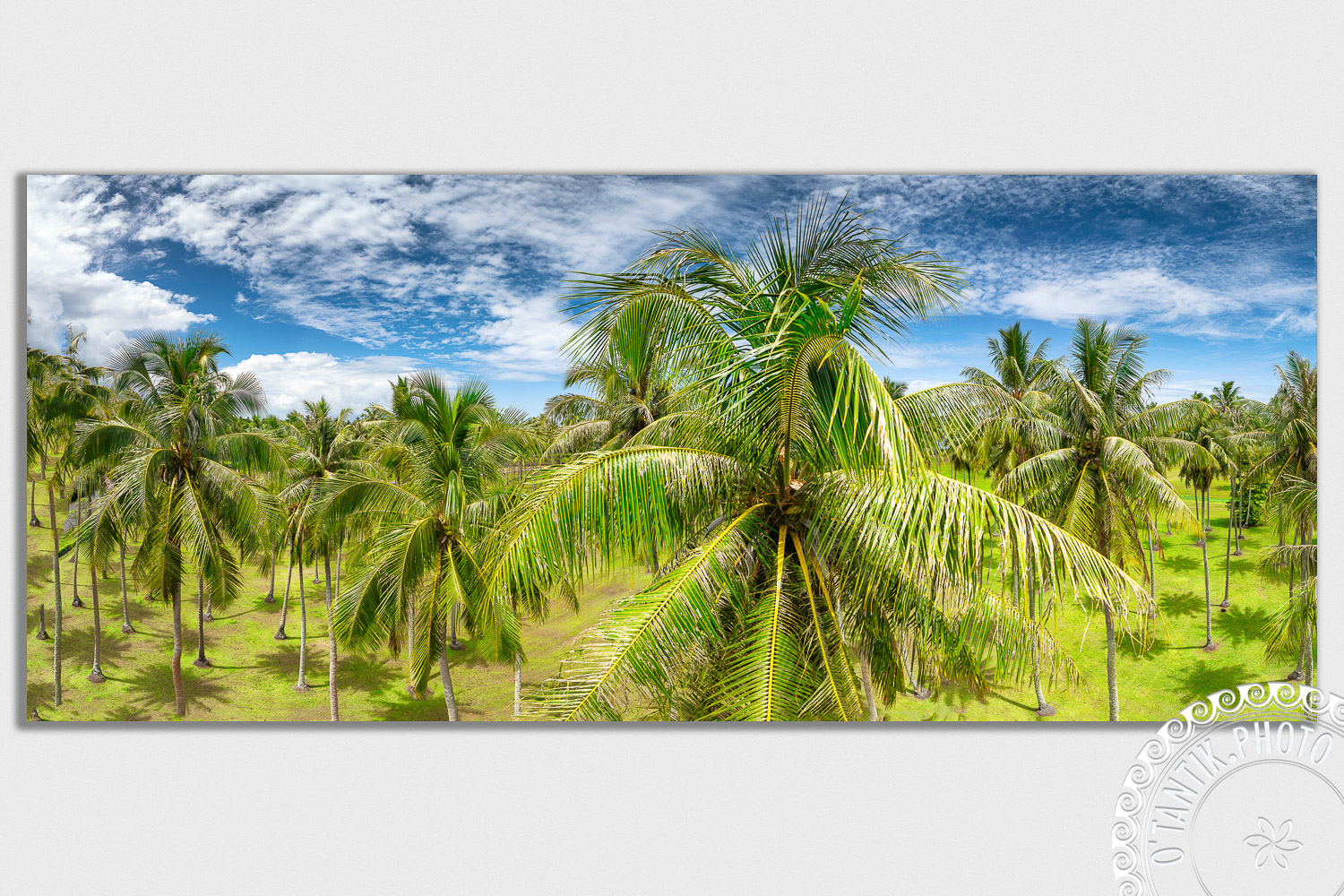 Cocoteraie de Atimaono - Papara - Tahiti