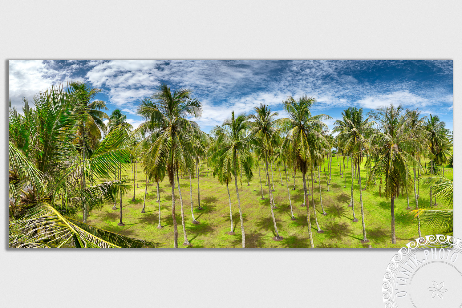 Cocoteraie de Atimaono - Papara - Tahiti