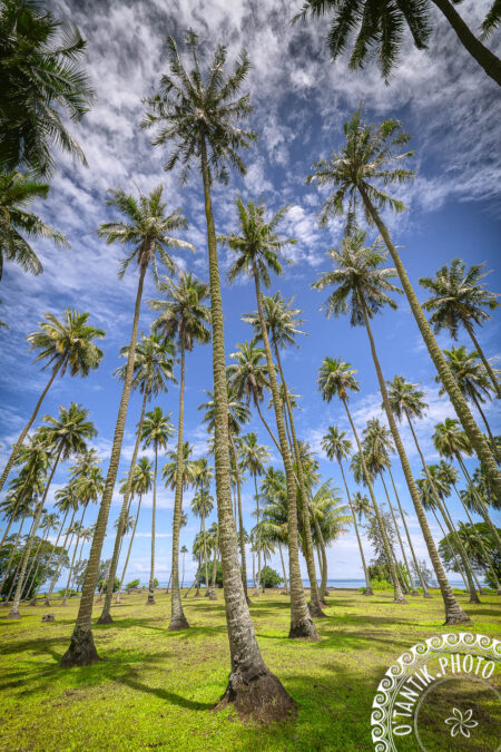 Tahiti - Cocoteraie de Atimaono - Mataiea