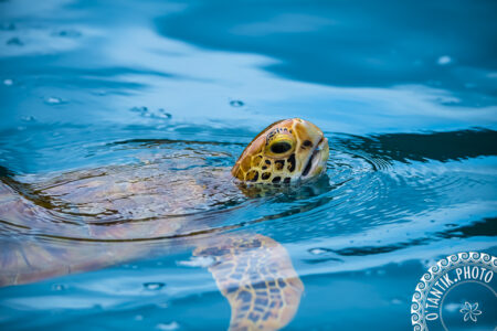 Tortue à Moorea