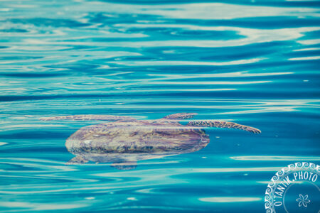Tortue à Moorea