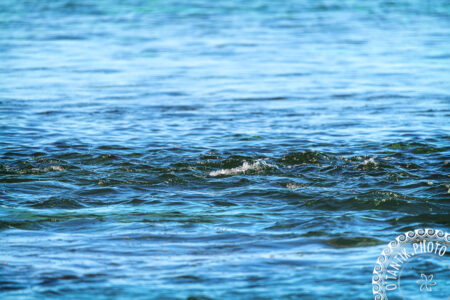 Bleu pacifique - Pointe des pêcheurs - Punaauia