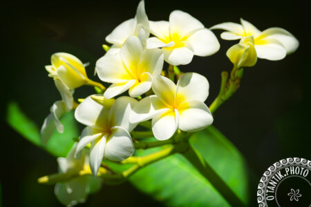 Tahiti - Frangipanier