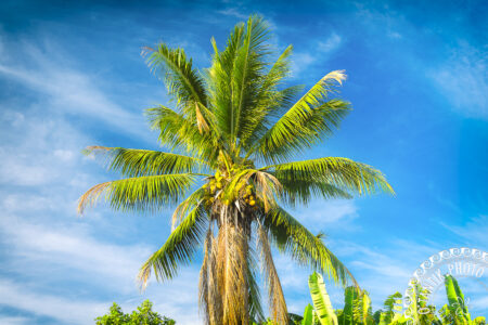 Cocotier - Tahiti - Polynésie Française