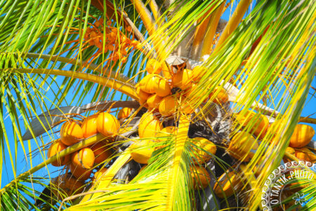Noix de coco - Tahiti