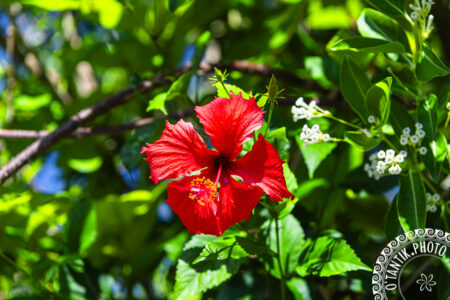 Hibiscus - Tahiti