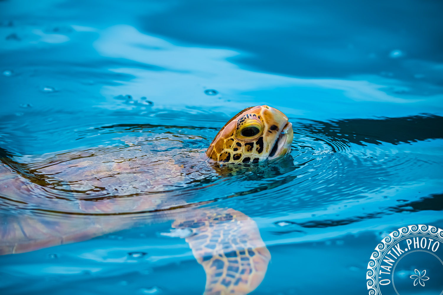 Tortue à Moorea